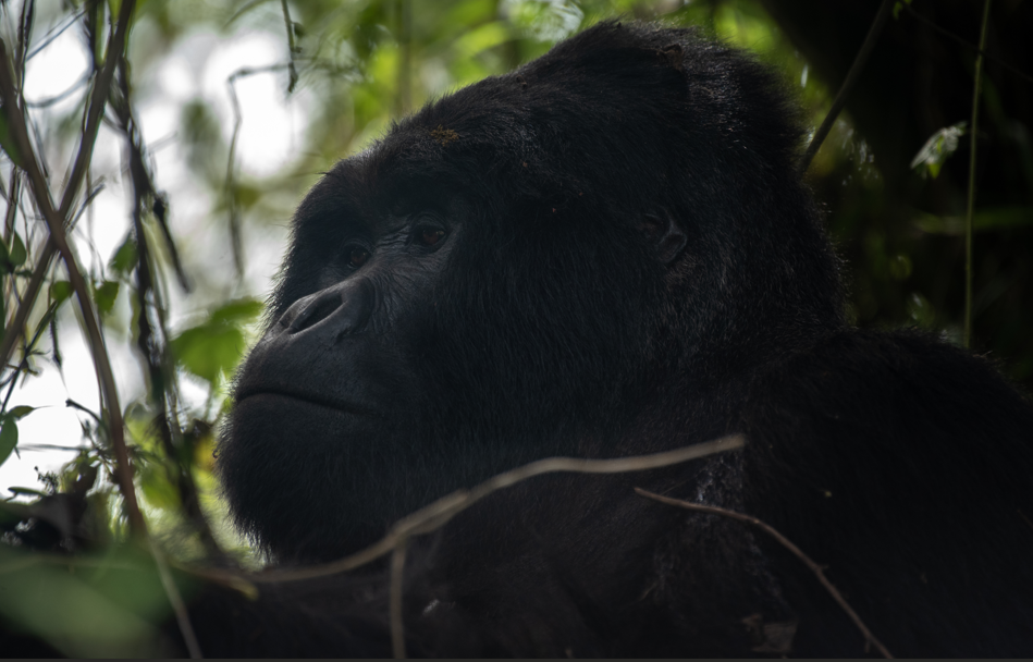 Activities to do in Volcanoes National Park.