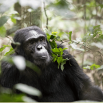 Kibale National Park: Africa’s Primate Capital