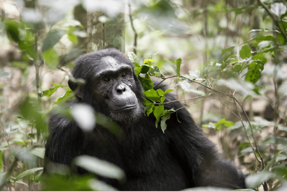 Kibale National Park: Africa’s Primate Capital