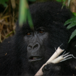 Best Time for Safari Activities in Volcanoes National Park.