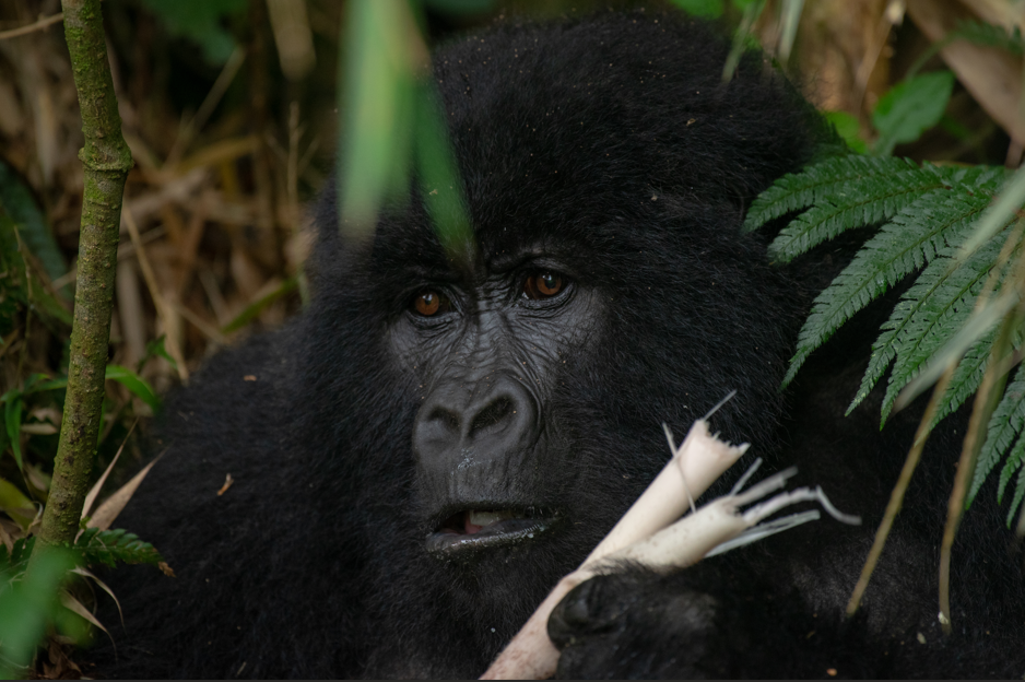 Best Time for Safari Activities in Volcanoes National Park.