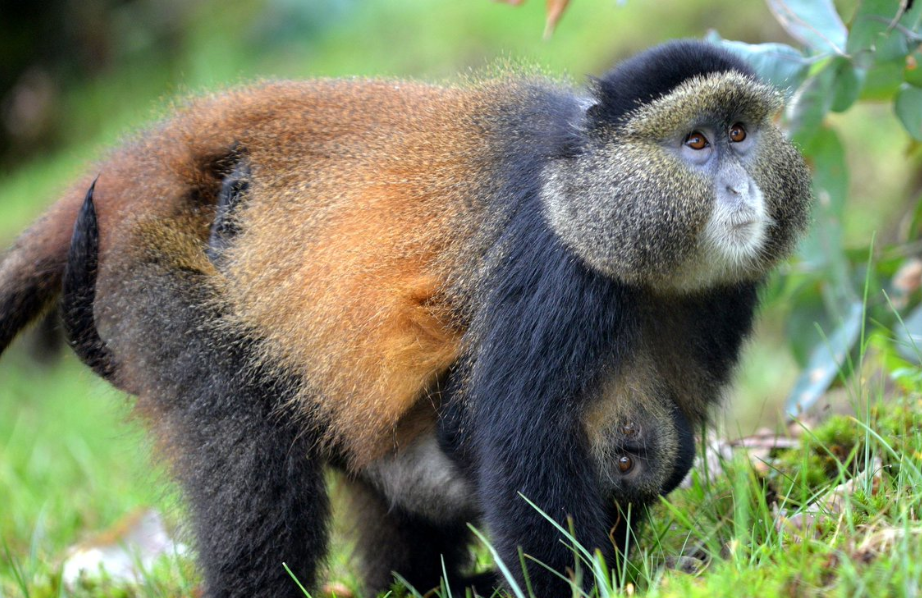 Best Time to Visit Volcanoes National Park