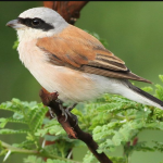 Best Time to do Birding in Volcanoes National Park.
