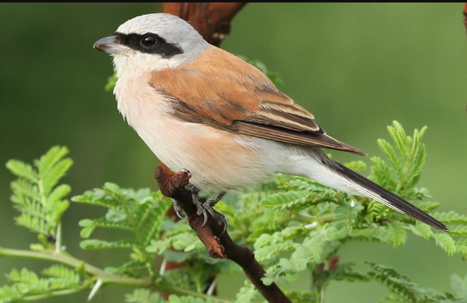 Best Time to do Birding in Volcanoes National Park.