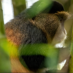 Best Time to do Golden Monkey Tracking in Volcanoes National Park.