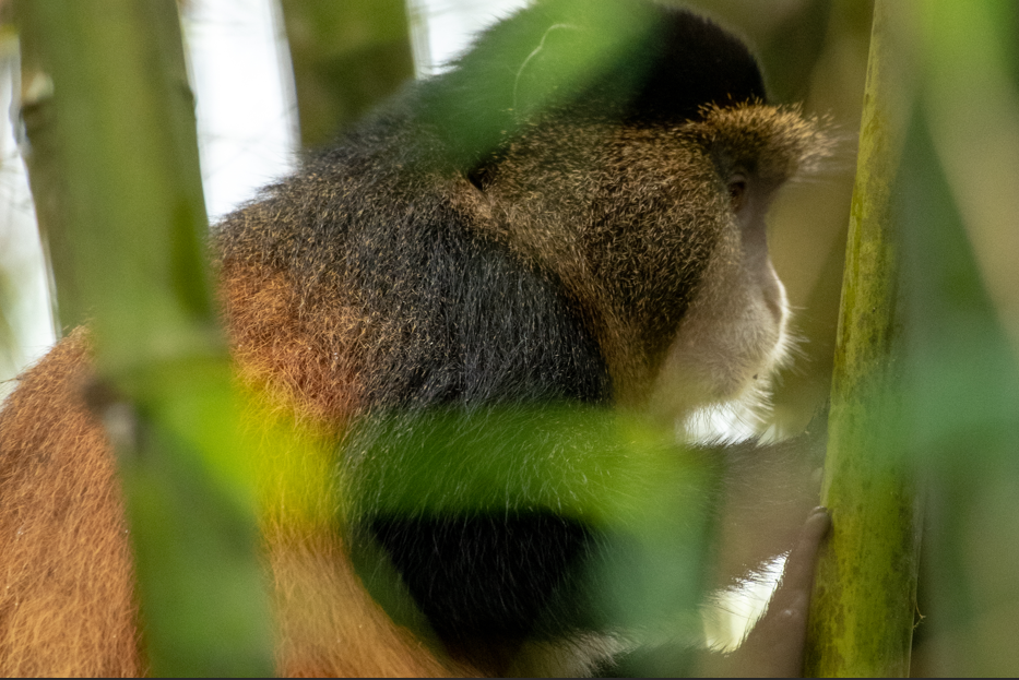 Best Time to do Golden Monkey Tracking in Volcanoes National Park.