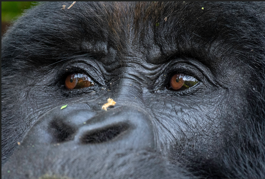 Best Time to do Gorilla Trekking in Rwanda.