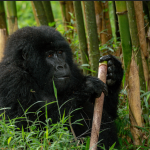 Best Time to do Gorilla Trekking in Volcanoes National Park.