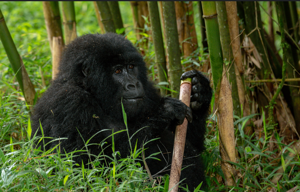 Best Time to do Gorilla Trekking in Volcanoes National Park.