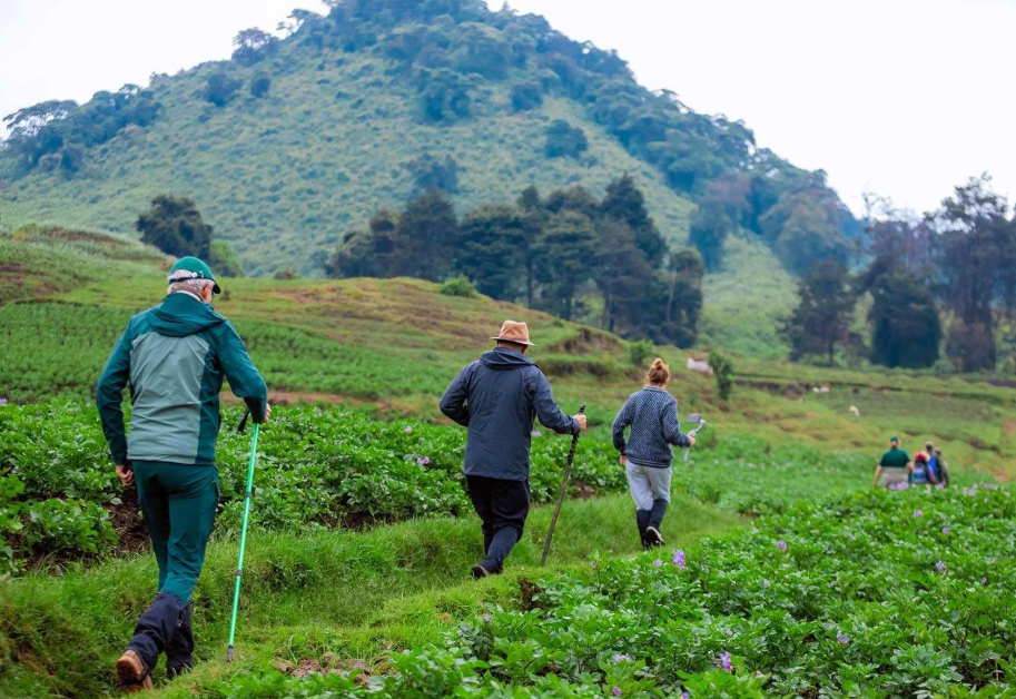 Best Time to do Nature Walks in Volcanoes National Park.