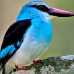 Bird Checklist in Volcanoes National Park.