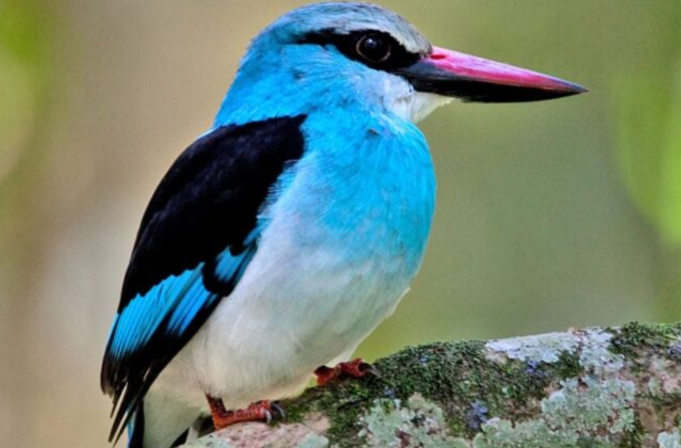 Bird Checklist in Volcanoes National Park.