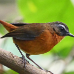 Bird Species to See in Volcanoes National Park.