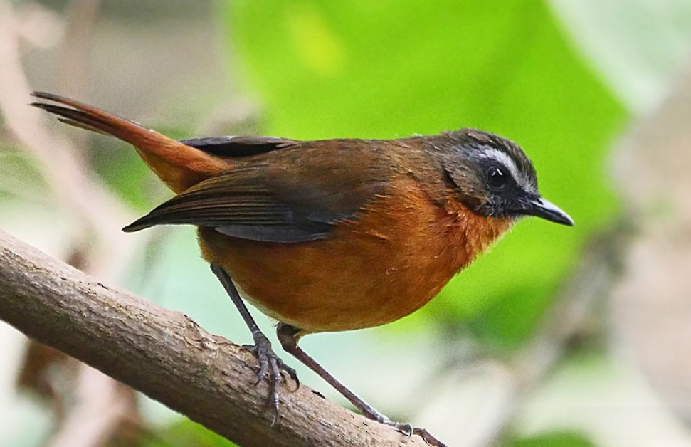 Bird Species to See in Volcanoes National Park.