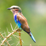 Bird Species to see in Volcanoes National Park