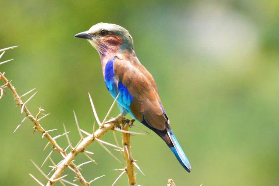 Bird Species to see in Volcanoes National Park