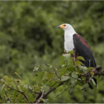Bird Watching Checklist in Kibale National Park.