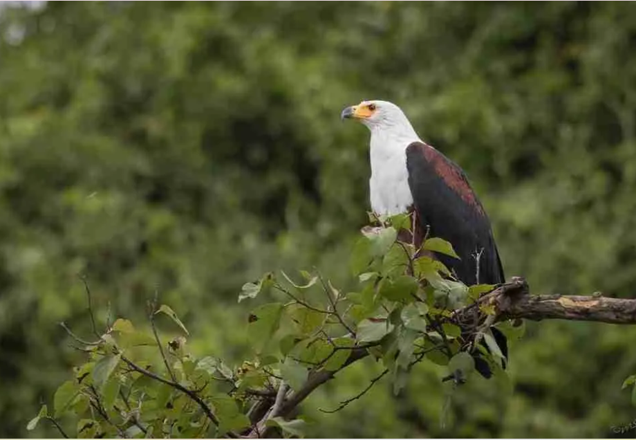 Bird Watching Checklist in Kibale National Park.