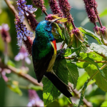 Bird Watching Checklist in Volcanoes National Park.
