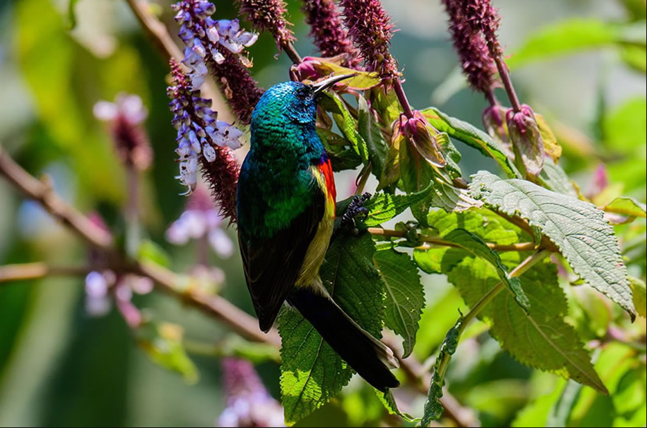 Bird Watching Checklist in Volcanoes National Park.