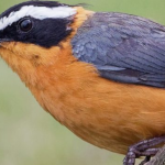 Bird Watching Safaris in Volcanoes National Park.