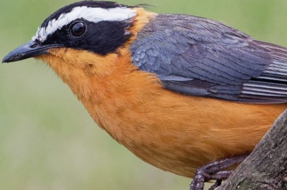 Bird Watching Safaris in Volcanoes National Park.