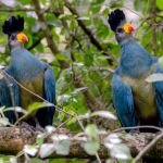 Birding Checklist in Kibale National Park.