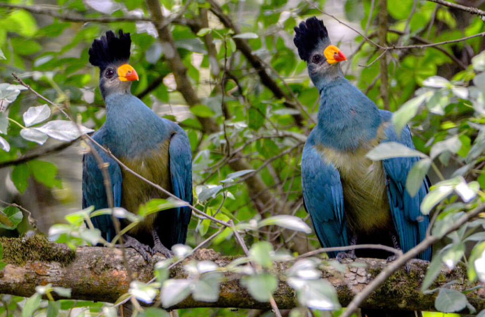Birding Checklist in Kibale National Park.