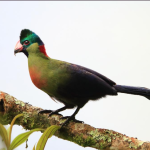 Birding Checklist in Volcanoes National Park.