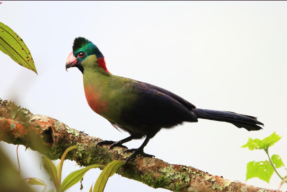 Birding Checklist in Volcanoes National Park.
