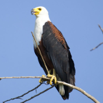 Birding Experiences in Volcanoes National Park.