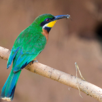 Birding Safaris in Volcanoes National Park.