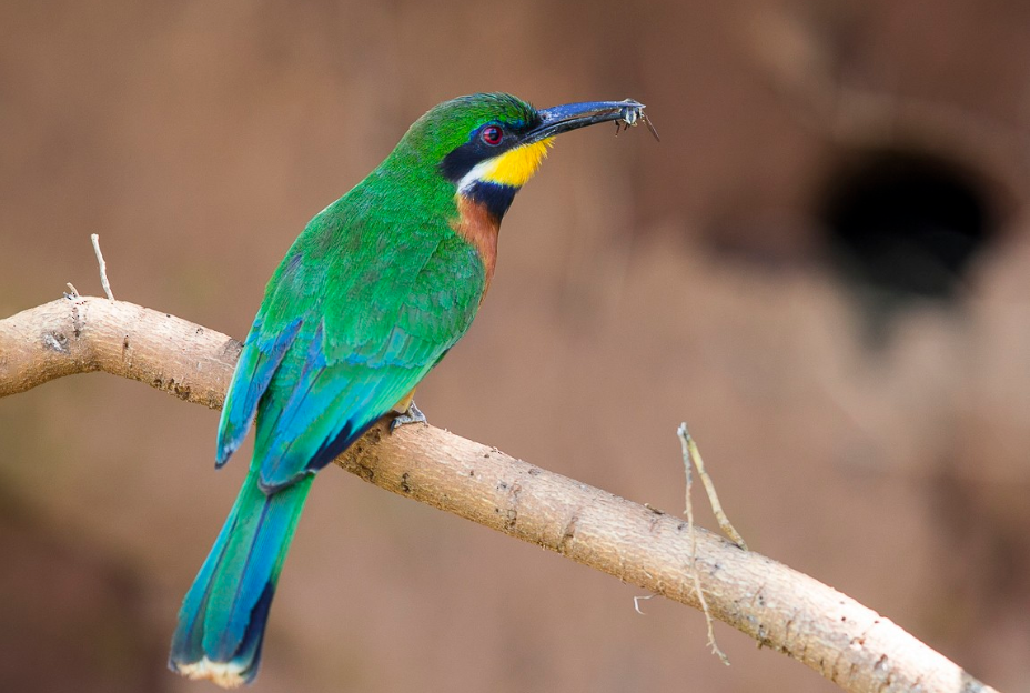 Birding Safaris in Volcanoes National Park.