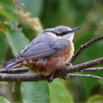 Birding in Rwenzori Mountains National Park
