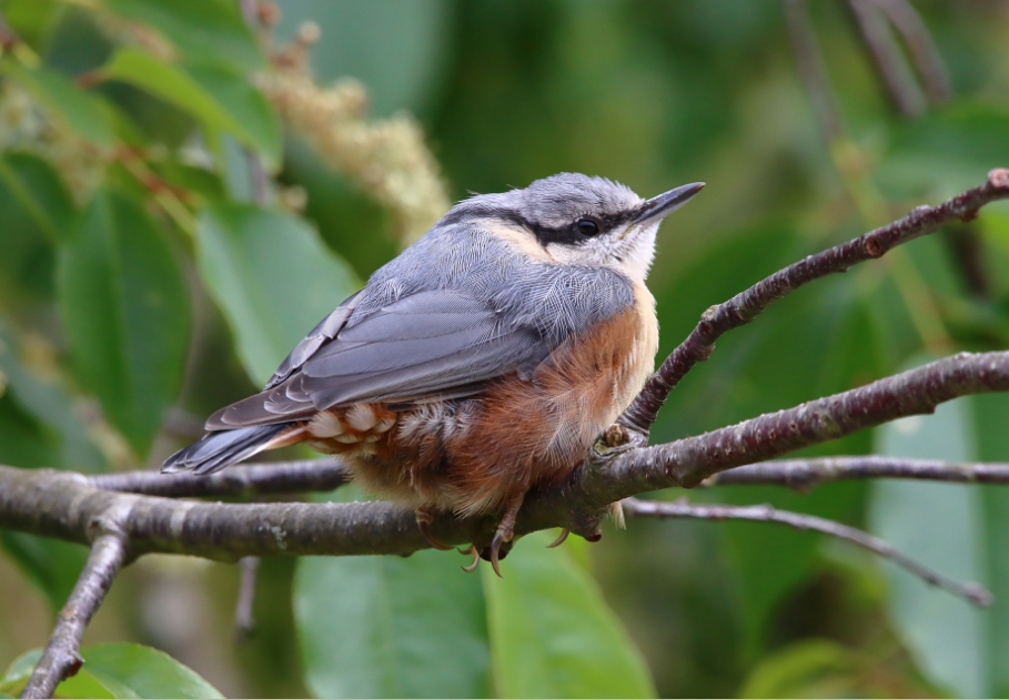 Birding in Rwenzori Mountains National Park