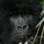 Budget Gorilla Tours in Volcanoes National Park.
