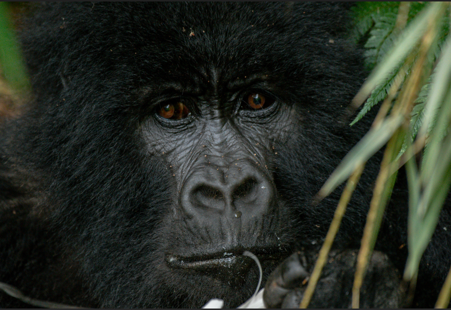 Budget Gorilla Tours in Volcanoes National Park.