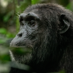 Chimpanzee Split Causes Chaos in Uganda