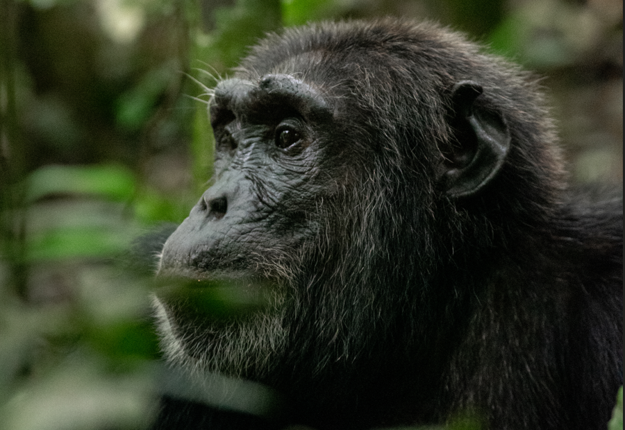 Chimpanzee Split Causes Chaos in Uganda