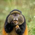 Golden Monkey Tracking Experience in Rwanda.