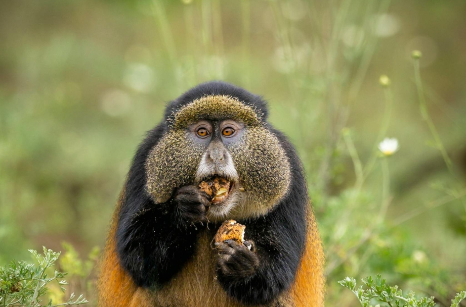 Golden Monkey Tracking Experience in Rwanda.