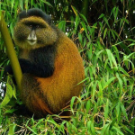 Golden Monkey Tracking Experience in Volcanoes National Park.