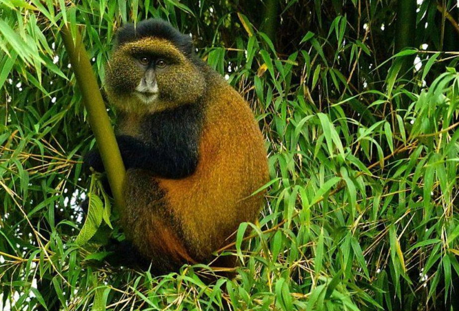Golden Monkey Tracking Experience in Volcanoes National Park.