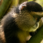 Golden Monkey Tracking in Rwanda.