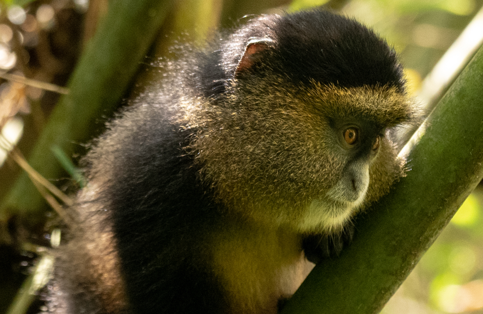 Golden Monkey Tracking in Rwanda.