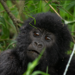 Gorilla Trekking Experience in Rwanda.