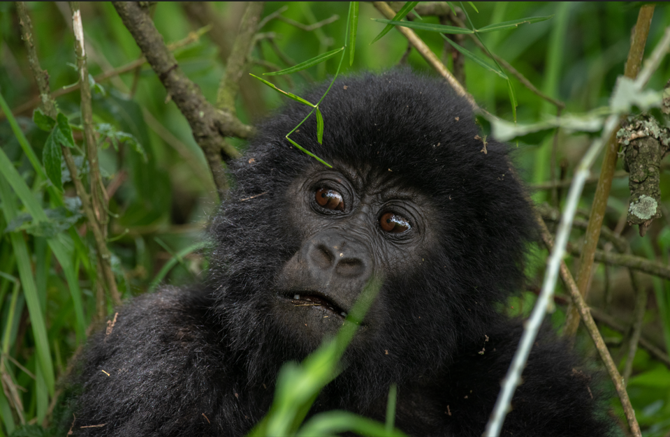 Gorilla Trekking Experience in Rwanda.