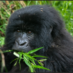 Gorilla Trekking in Rwanda’s Volcanoes National Park.
