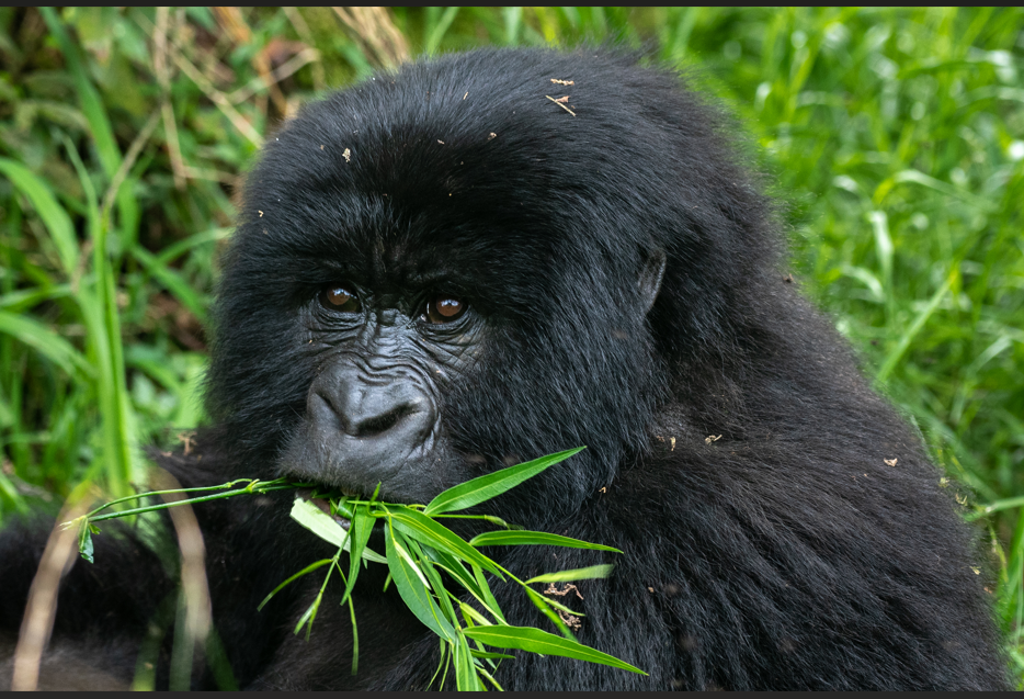 Gorilla Trekking in Rwanda’s Volcanoes National Park.
