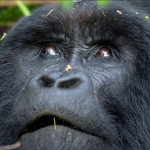 Gorilla tours in Volcanoes National Park